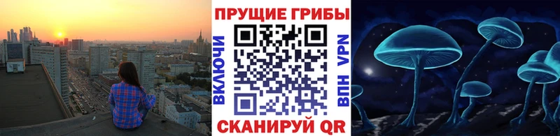 цена   Александровск  Псилоцибиновые грибы GOLDEN TEACHER 